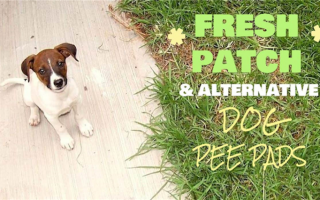 Обзор Fresh Patch + альтернативные подкладки для собачьей мочи
