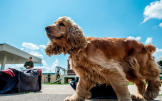 Список потенциально опасных пород собак по данным МВД России в 2019 году