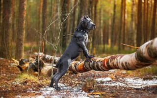 Бойцовские собаки (фото): сочетание силы и преданности